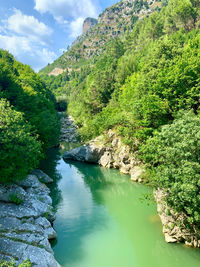 Scenic view of river amidst trees against sky