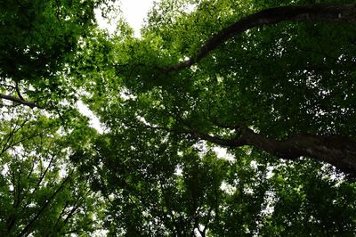 Low angle view of trees