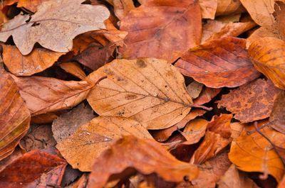 Full frame shot of dried leaves