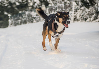 Dog standing on ground