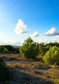 Trees on field against sky