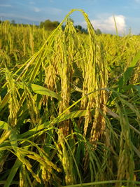 Close-up of crops growing on field against sky