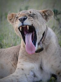 Close-up of lion yawning on field