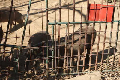 Horse in cage
