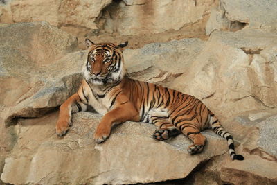 Tiger resting on rocks at zoo