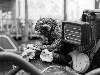 Dog relaxing in old bus