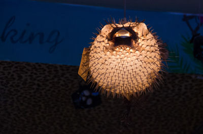 Close-up of pufferfish light 