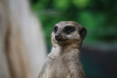 Close-up of meerkat