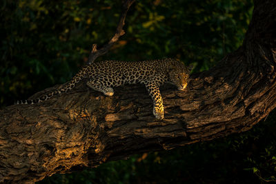 Leopard on tree trunk