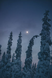 Low angle view of trees against sky