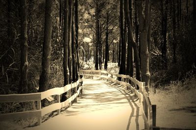 Footpath amidst trees in forest during winter