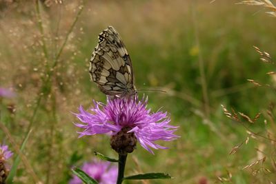 Close-up of butterfly pollinating on thistle
