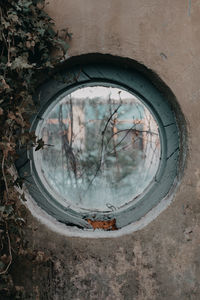 Reflection of trees on wall