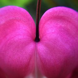 Close-up of pink flower blooming outdoors