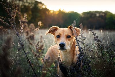 Portrait of dog on field