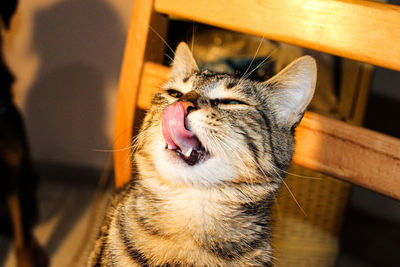 Close-up of cat yawning in the home interior in the evening lights. cat is satisfied 