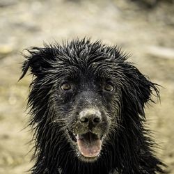 Close-up portrait of a dog