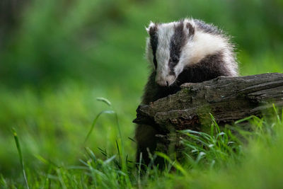 Close-up of badger on tree trunk