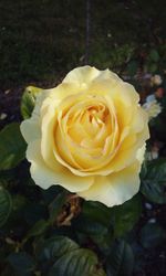 Close-up of rose flower