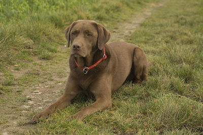 Portrait of dog sitting on grass