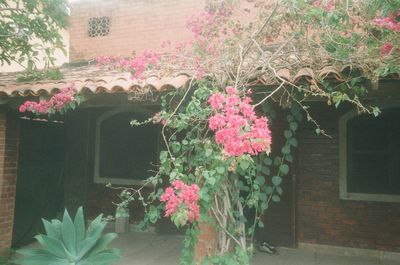 Pink flowering plants by window of building