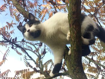 Low angle view of cat on tree