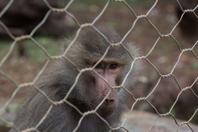 Portrait of monkey looking through fence