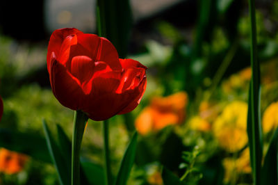 Close-up of red rose