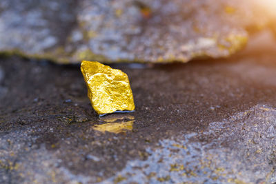 Close-up of yellow leaf on rock
