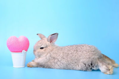 Close-up of sheep against blue background