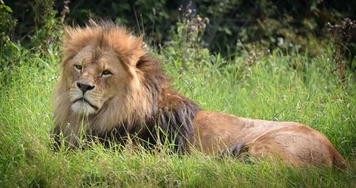 Lion in a field