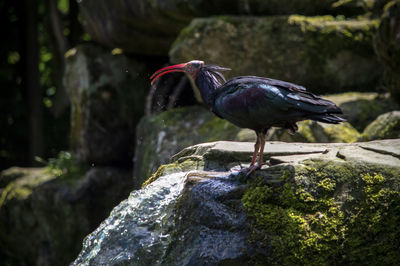 Close-up of bird perching on rock