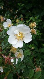 Close-up of white flowering plant