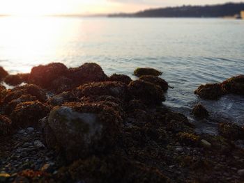 Scenic view of sea during sunset