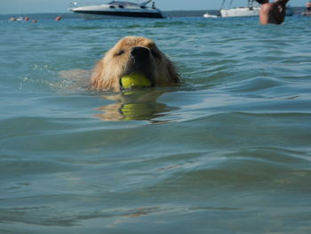 Dog with tennis ball swimming in water