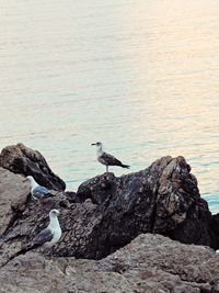 Gray heron perching on rock by sea