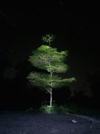 Tree on field against sky at night