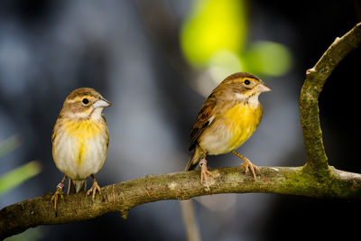 Close-up of birds perching on branch