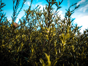 Close-up of crops against clear blue sky