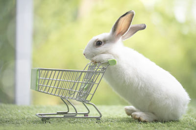 Little rabbit cleaning myself on green grass , cute rabbit in the meadow on garden nature