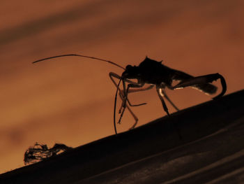 Close-up of insect