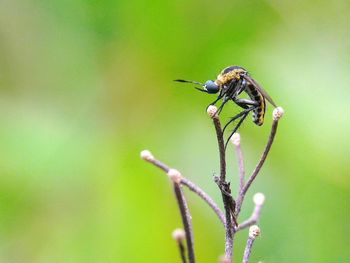 Close-up of insect on plant