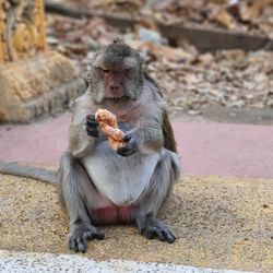 Monkey eating food