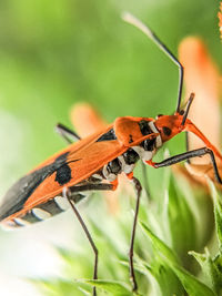 Close-up of insect on leaf