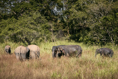 Elephants on field