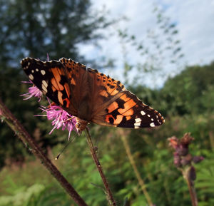 Close-up of butterfly pollinating on flower