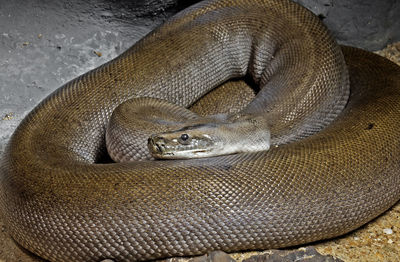 Close-up high angle view of an animal