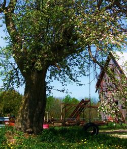 View of trees in park