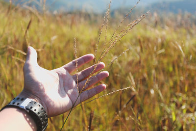 Close-up of hand holding plant on field