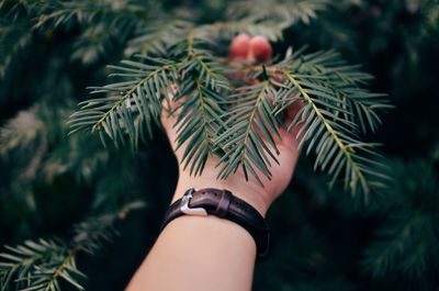 Close-up of hand on tree